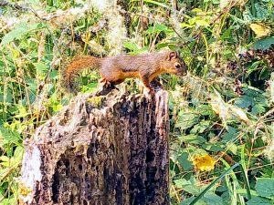 Douglas' Squirrel