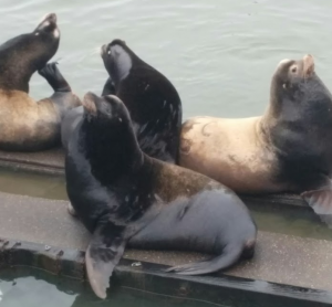 Sea Lions circa 2016 in Astoria Oregon