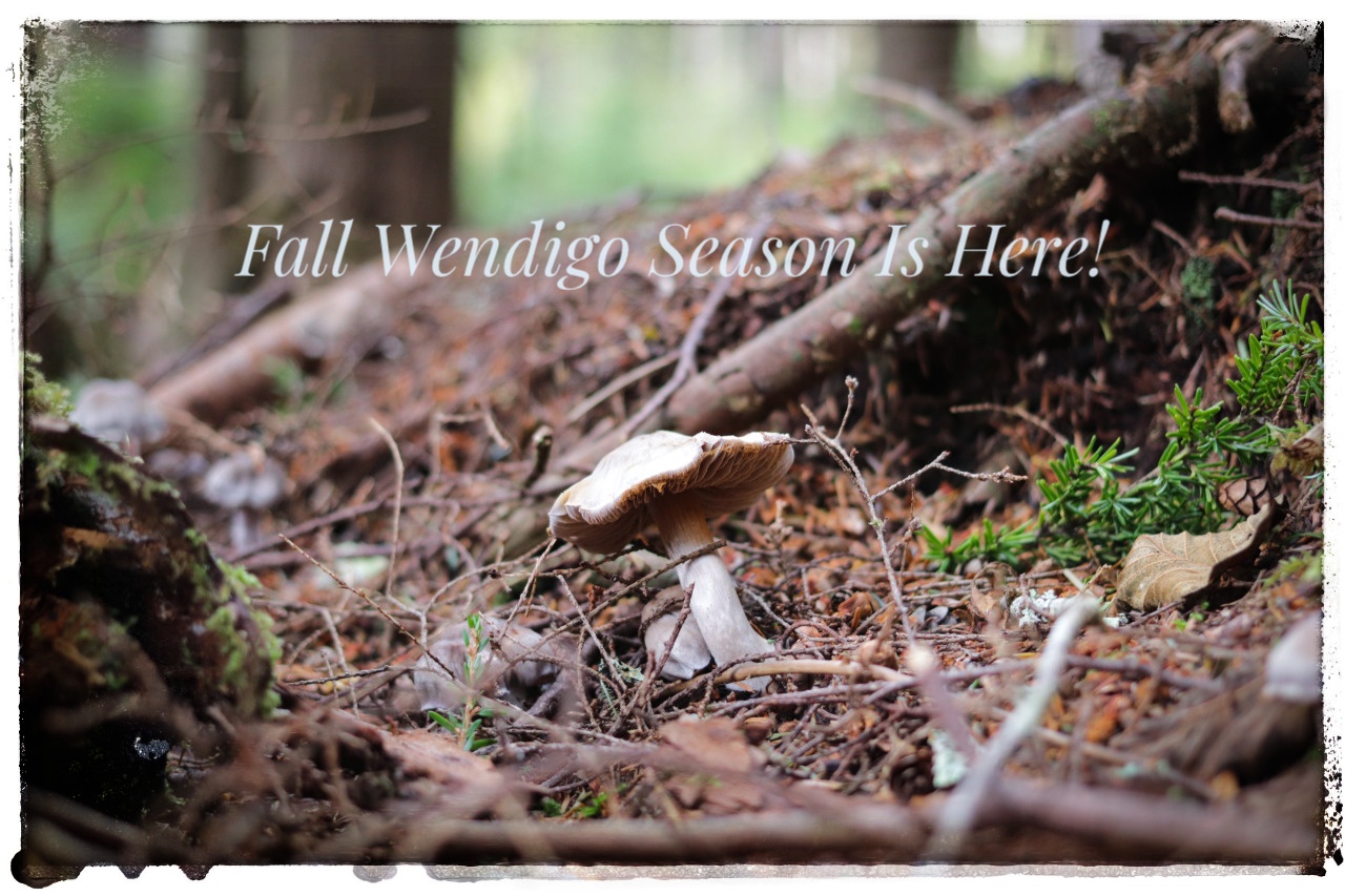 Mushroom on KwisKwis Trail, Mushrooms announce the start of Wendigo Season