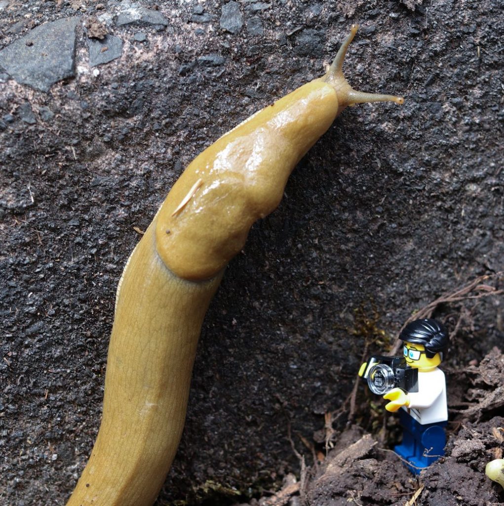 GIANT banana slug